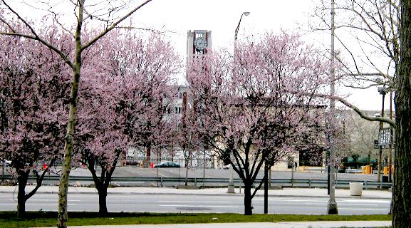 [Clocktower seen past flowering trees]