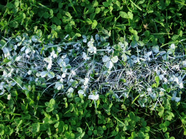[Powder-covered clover, football field line]