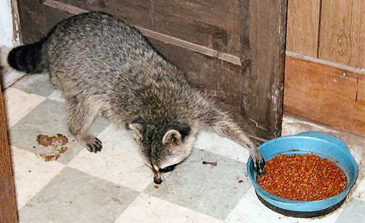 [Raccoon reaches into bowl with paw]