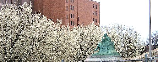 [Statue, flowering trees at Old Courthouse]