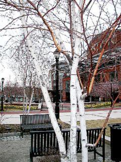 [NJPAC thru birches on landscaped site]