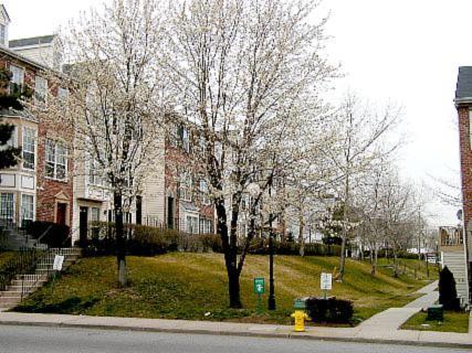 [Flowering trees at Society Hill townhouse complex]