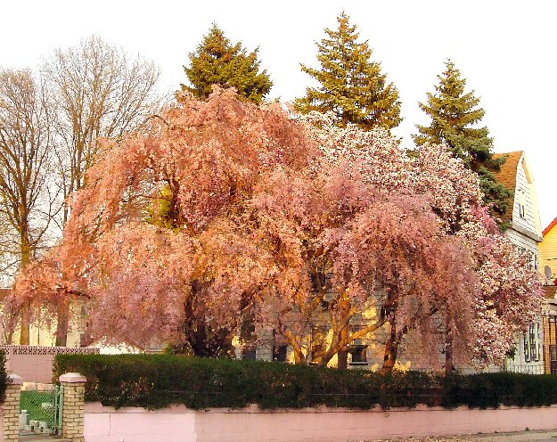 [Flowering trees in Vailsburg]