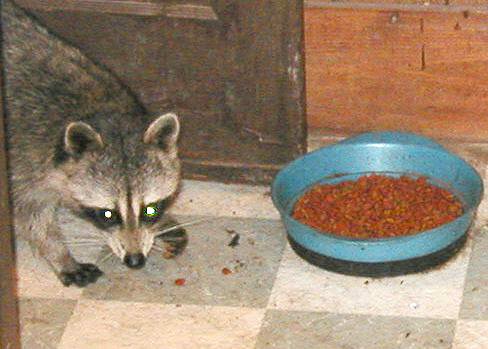 [Raccoon raiding cat food in my kitchen]